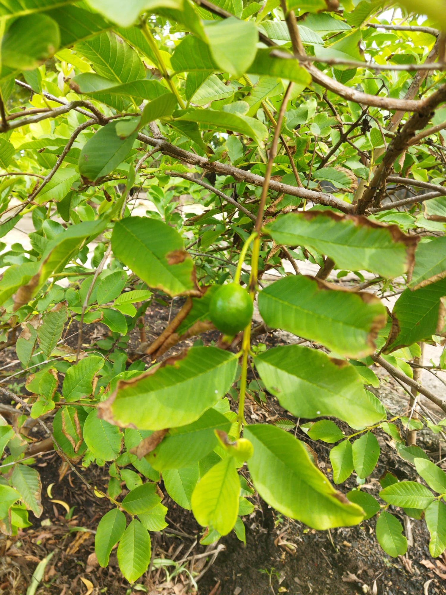 Guava fruit ripening on the tree on Zanzibar