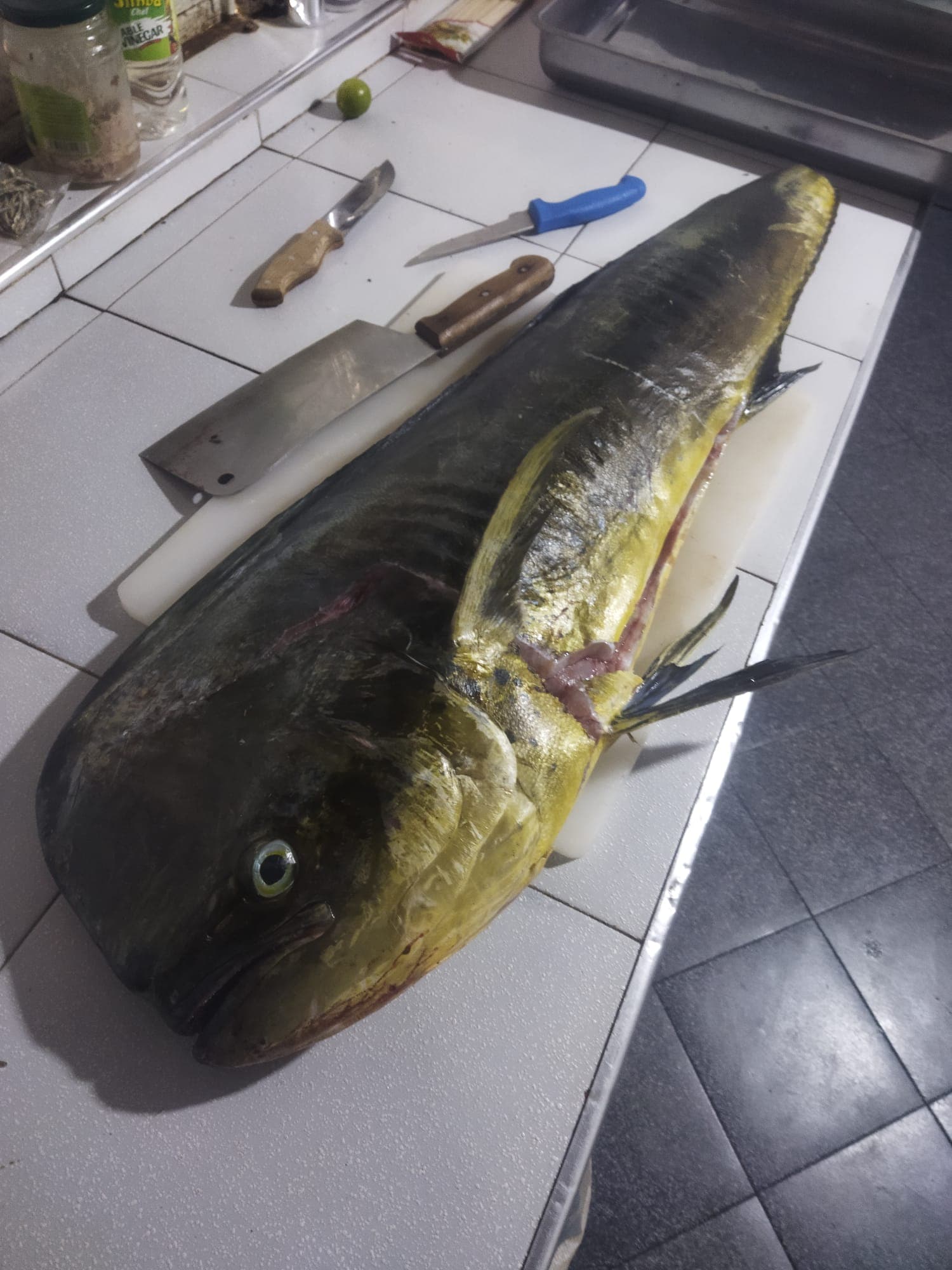 A whole mahi-mahi laid out on a kitchen counter, ready for prep
