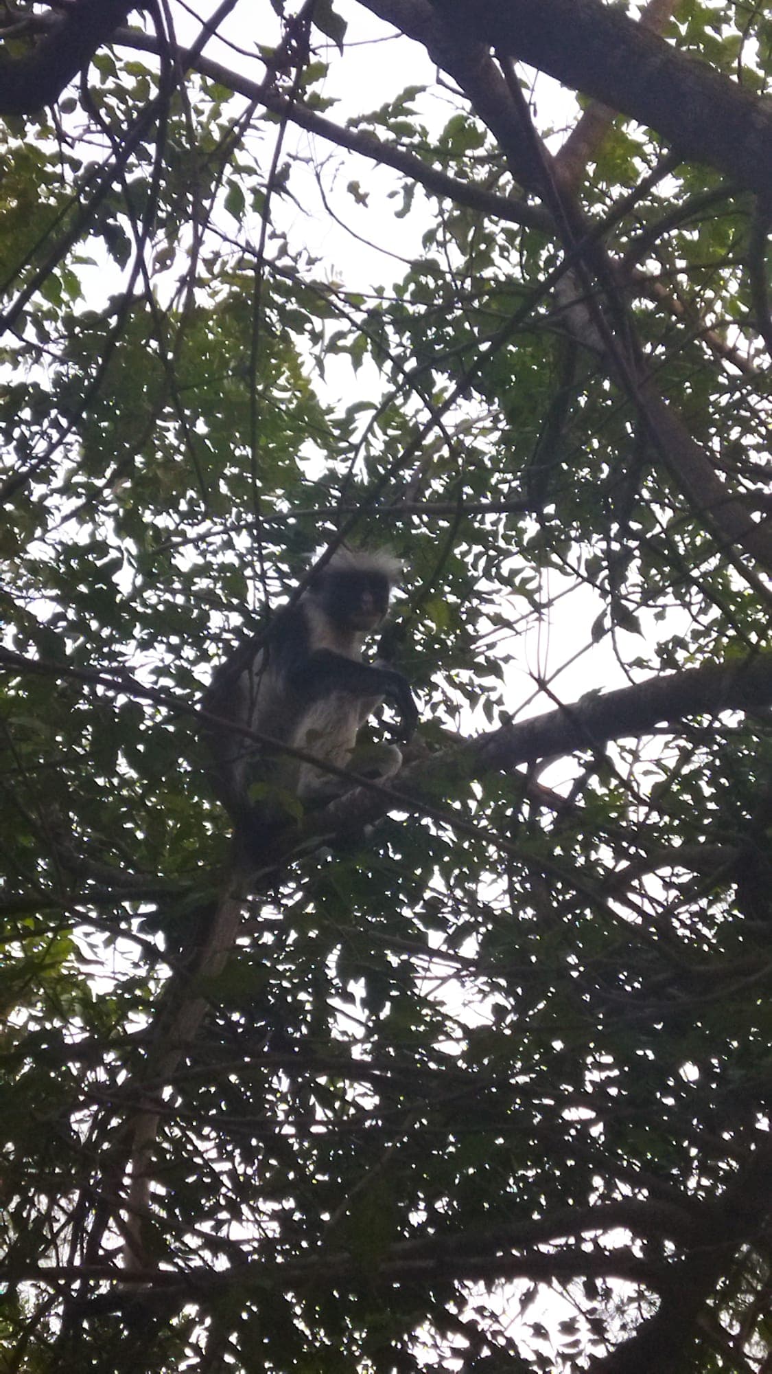 A Zanzibar red colobus monkey resting in the forest canopy